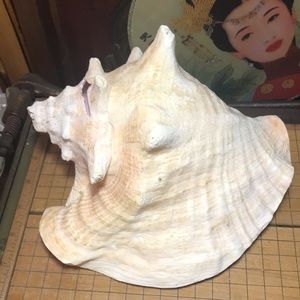 Queen Conch Shell Slit 2lbs 12.8oz Cream Beige Extra Large Giant 8.25”Lx8”Wx5”H
